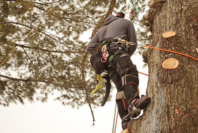 Five Star Tree Service employee trimming a tree